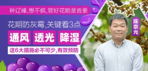 花期防灰霉，关键看3点